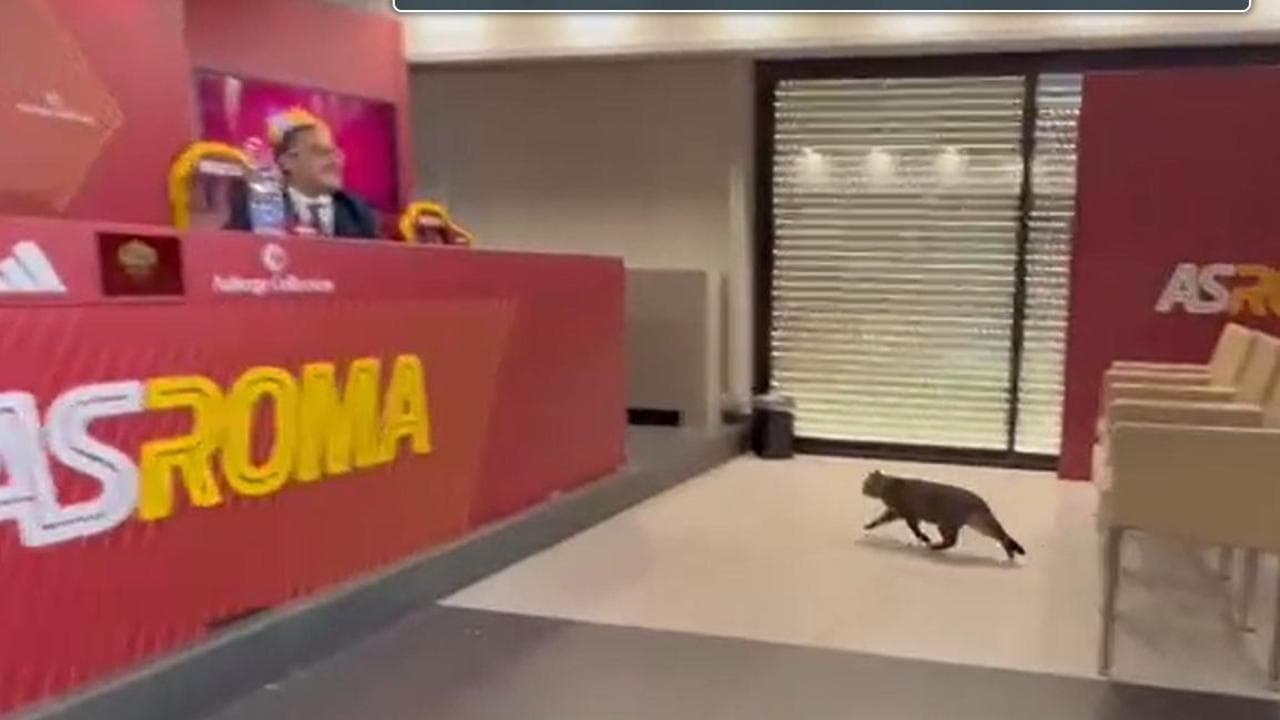 Un gatto irrompe nella conferenza stampa di Gasperini. Il tecnico se la ride: "Risponde lui per me?"