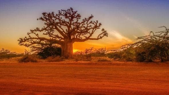 Senegal, l'Africa tra oceano e savana