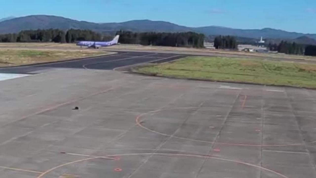 Giappone, c'è un orso vicino alla pista di atterraggio: chiuso l'aeroporto di Hanamaki