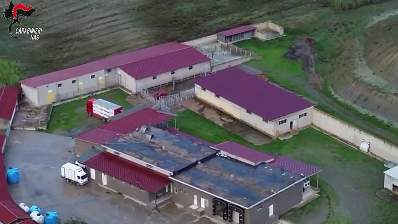 Cosenza, macellazione clandestina di cavalli: un arresto e cinque denunce