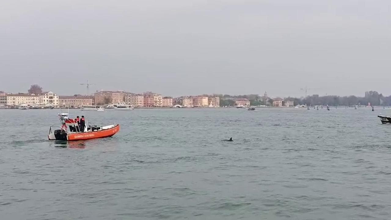 Il delfino di Venezia allontanato dal bacino di San Marco: l'intervento per guidarlo in mare aperto