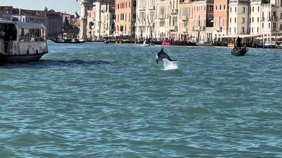 Venezia, un delfino in laguna: "Mimmo" fa acrobazie, schiva vaporetti e torna in centro alla sera