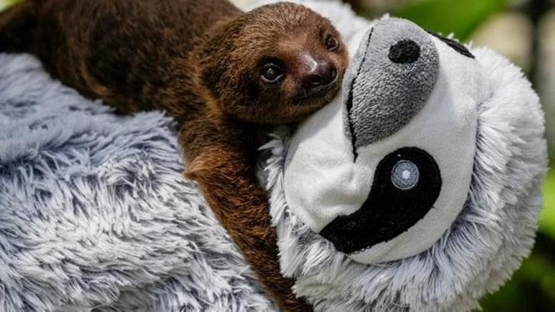 Sloth rehabilitation center (REUTERS/Enea Lebrun