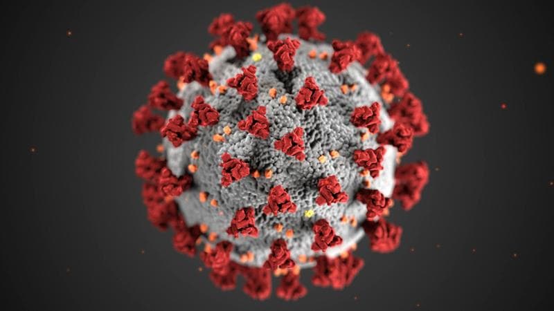 Usa, primo caso umano di influenza aviaria da H5N5: anziano ricoverato nello Stato di Washington