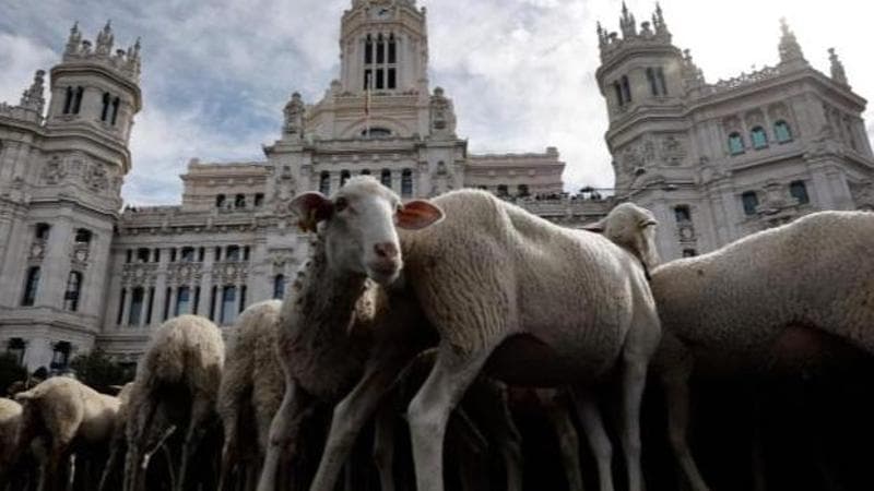 Oscar Del Pozo/ AFP