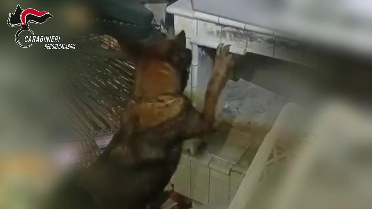 Reggio Calabria, blitz dei carabinieri: il cane antidroga scopre quasi due chili di stupefacente