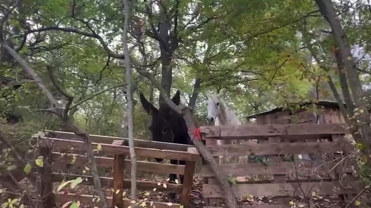 Chieti, via i figli alla famiglia nel bosco. Il tribunale: 'Leso diritto a relazioni'