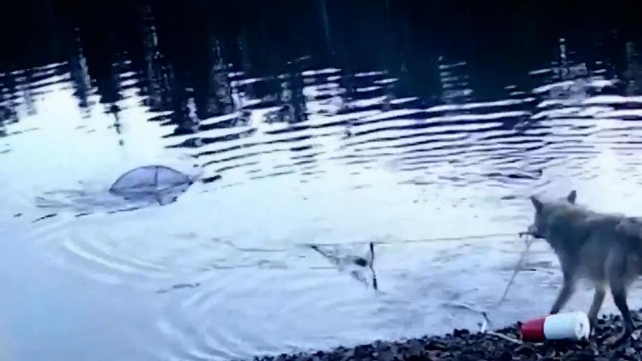 Canada, un lupo si improvvisa "pescatore": trascina a riva una rete e si nutre dei granchi