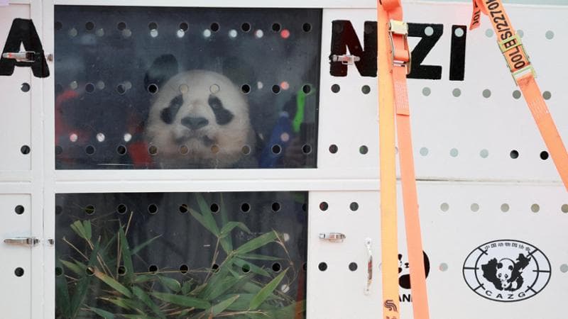 Francia, la coppia di panda giganti simbolo di Beauval tornano in Cina: “Huan Huan è malata”