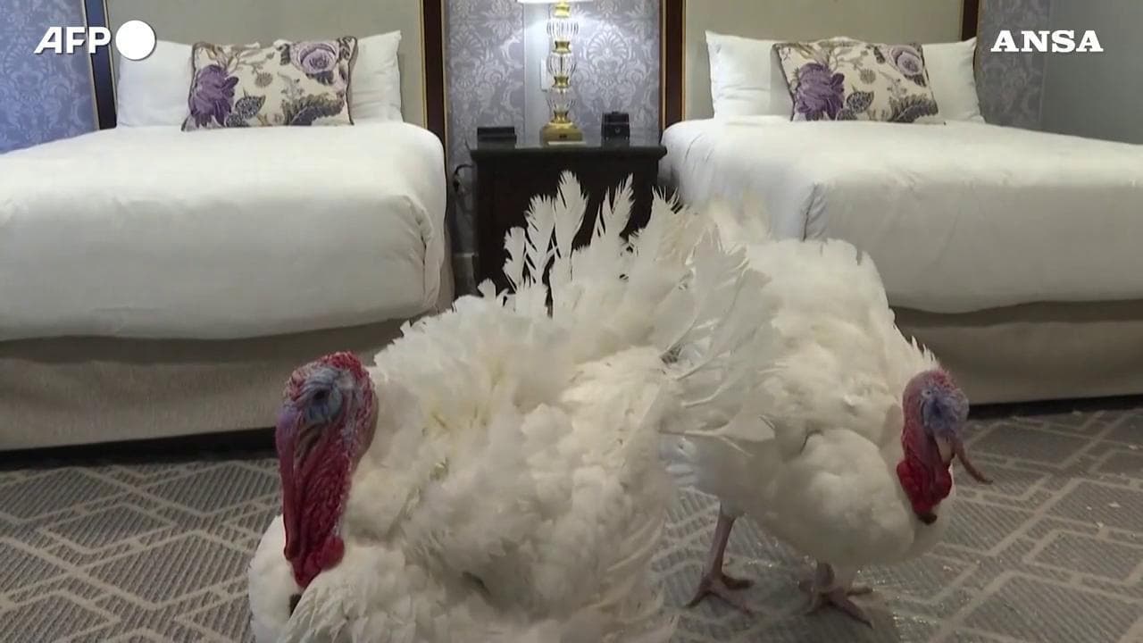 Thanksgiving, notte in hotel di lusso per Gobble e Waddle: ecco i due tacchini graziati da Trump