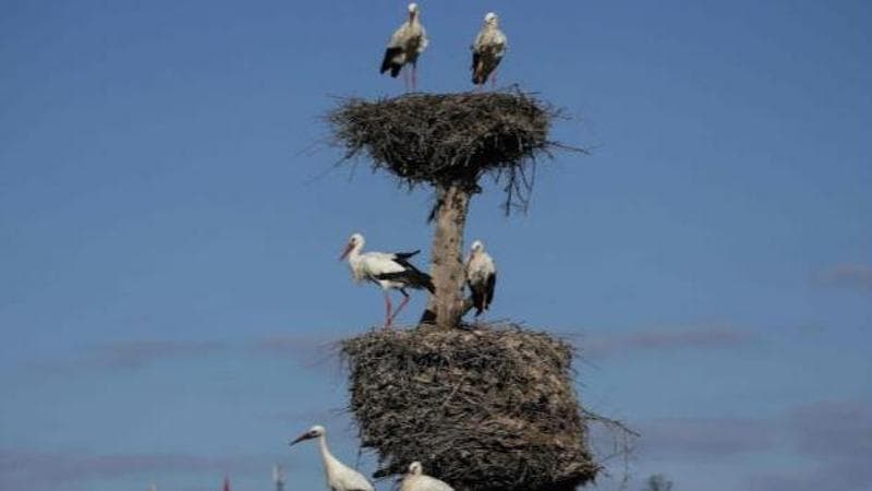 Abdel Majid Bziouat/ AFP