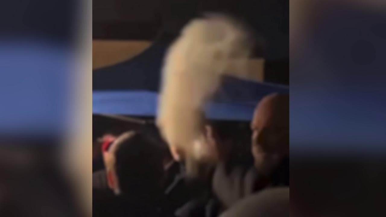 Francia, Bardella ricoperto di farina a una fiera a Vesoul: fermato studente delle superiori