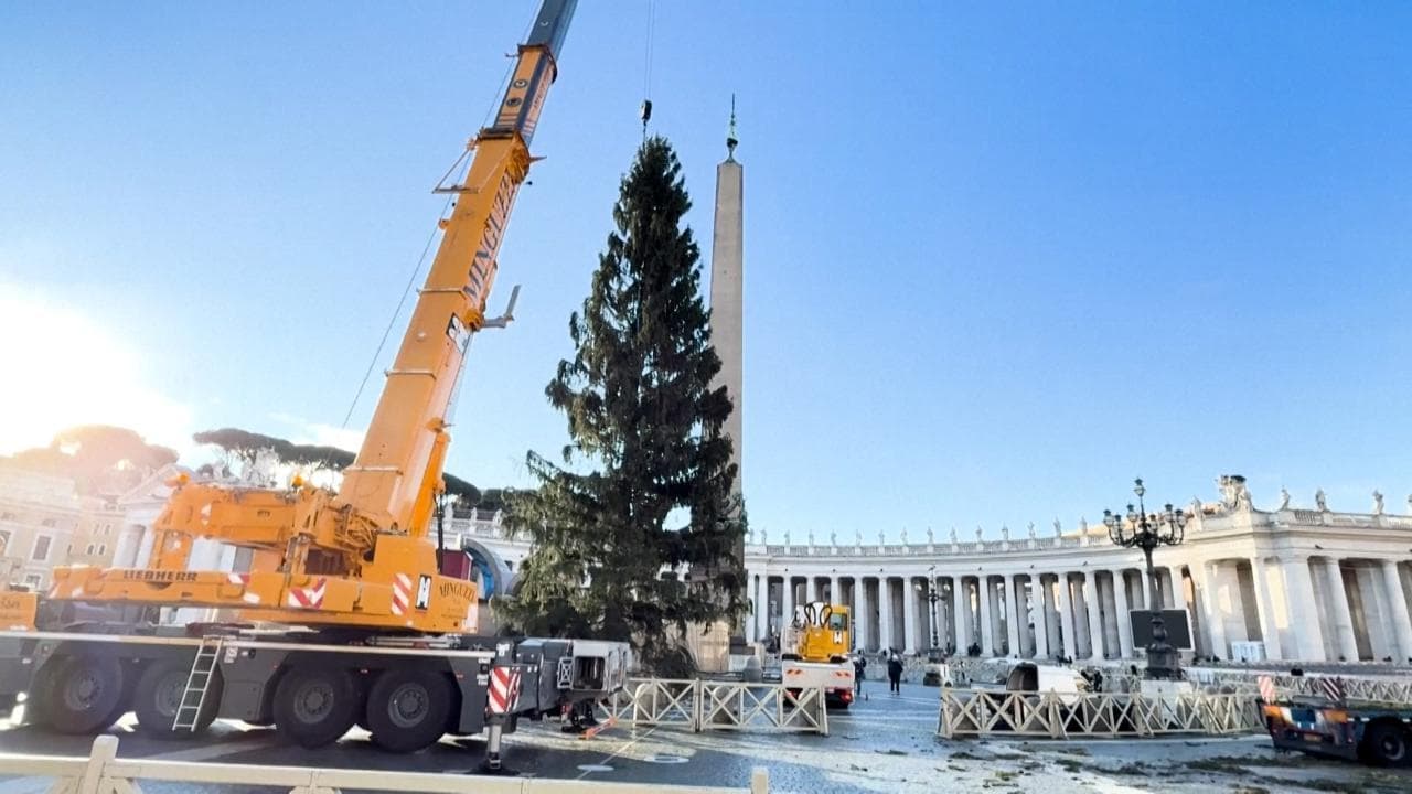 Vaticano, innalzato in piazza San Pietro l'albero di Natale: è un abete alto 27 metri