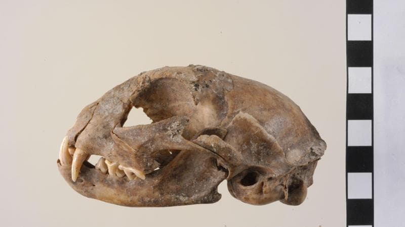 Il cranio del gatto di Mautern