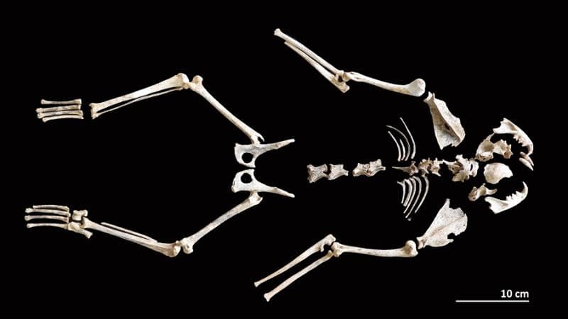 Uno scheletro di epoca romana ritrovato in Belgio