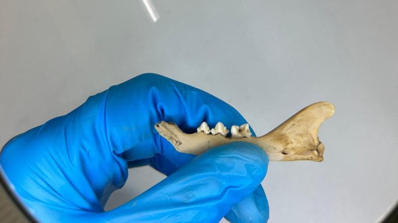 Una mandibola di gatto ritrovata in Germania