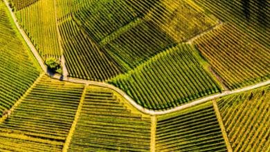L’economia circolare entra in cantina