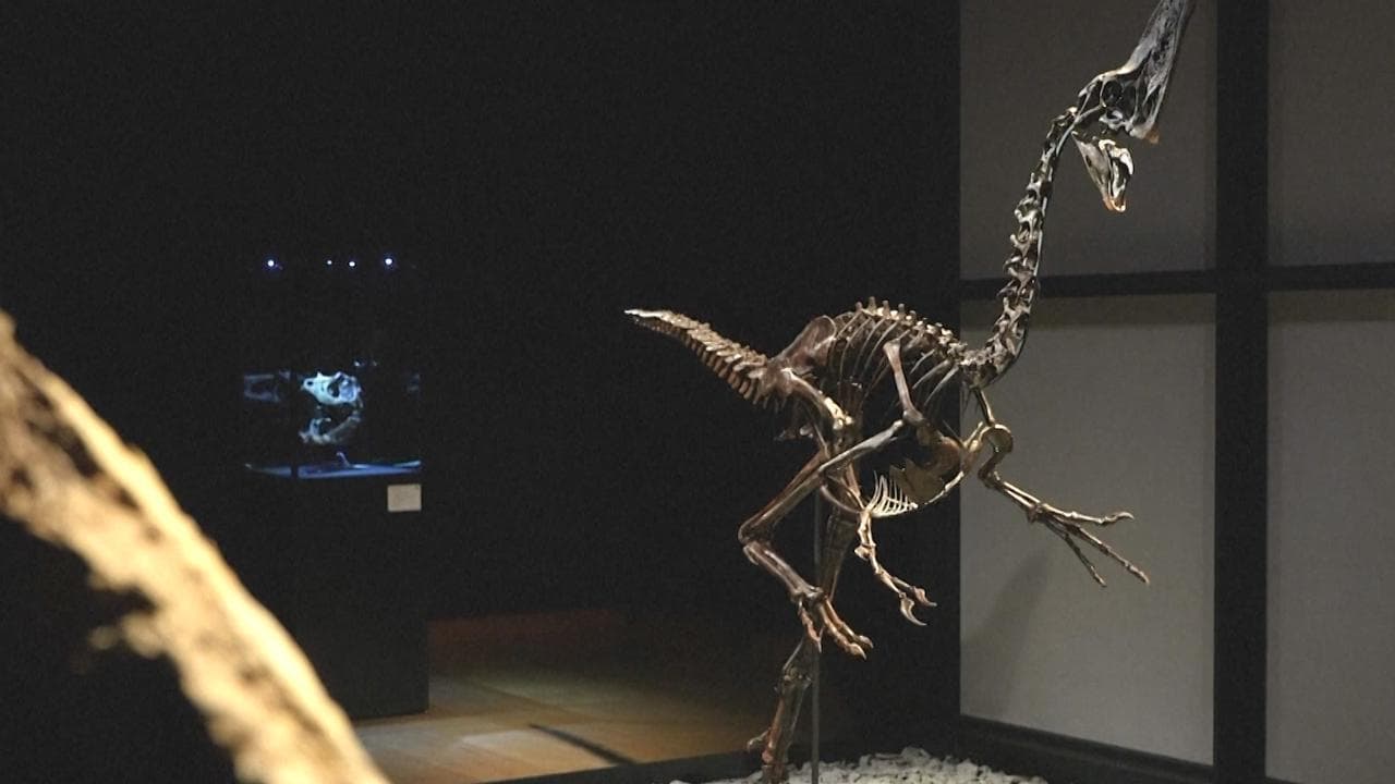 Londra, presentato dinosauro di 66 milioni di anni: Spike andrà all'asta per 5 milioni di sterline