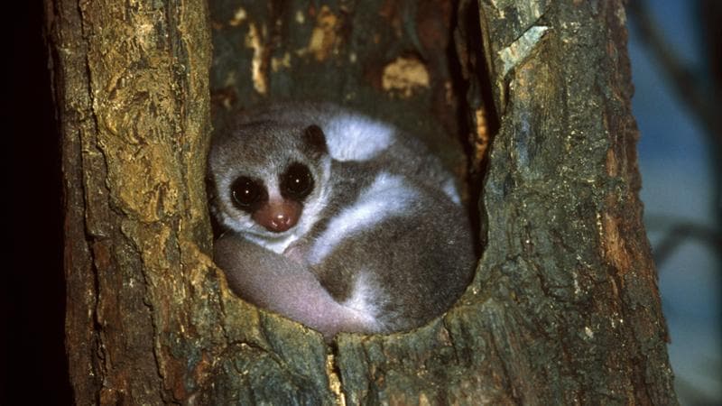 Un lemure dalla coda grassa nella sua tana (Gamma-Rapho via Getty Images)