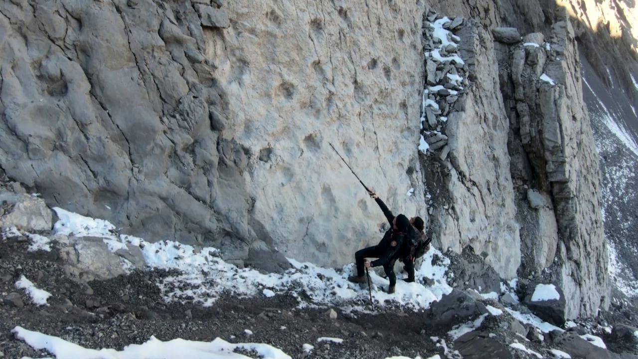 Orme di dinosauri nelle rocce dello Stelvio: "Camminavano in grandi branchi, esemplari da 10 metri"