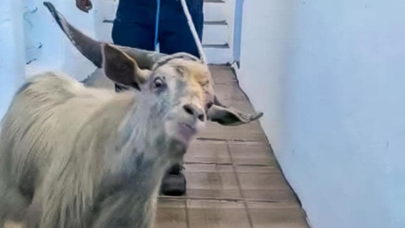 Uno dei forestali esperti impiegati per catturare gli animali.