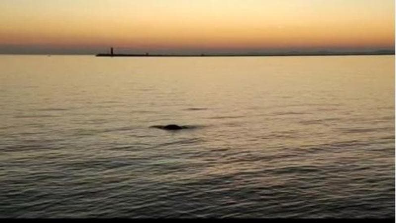 Venezia, dopo il delfino Mimmo ecco che spunta la foca monaca nelle acque della laguna