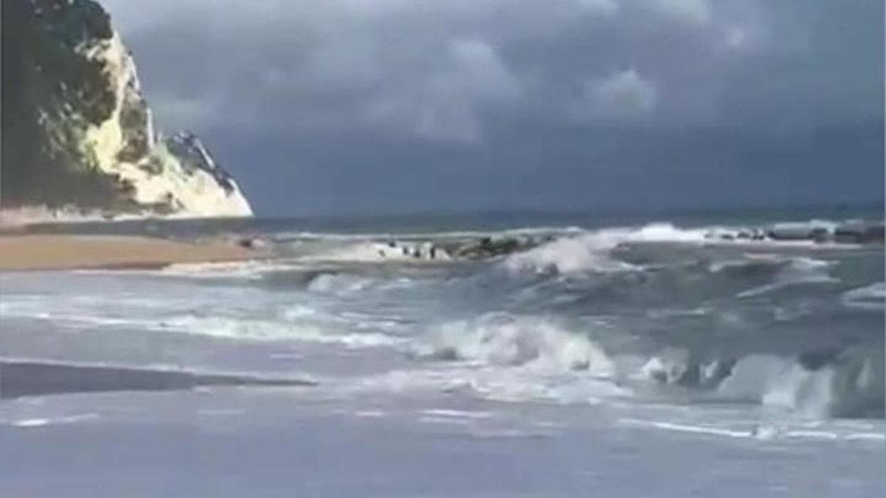Ancona, la sosta della foca monaca: prende il sole per un po' e poi torna in acqua