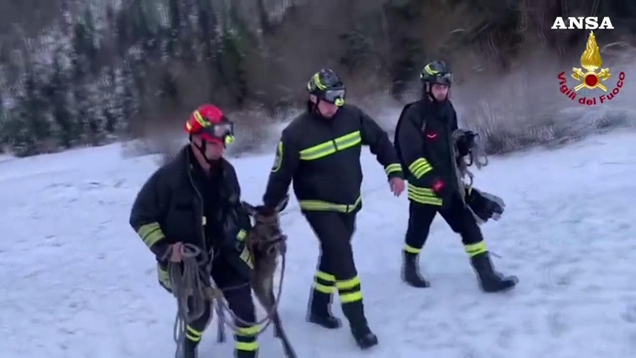 Udine, cervo intrappolato nel lago ghiacciato: il salvataggio dei Vigili del fuoco
