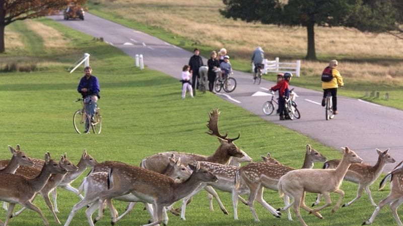 Cervi a Richmond Park
