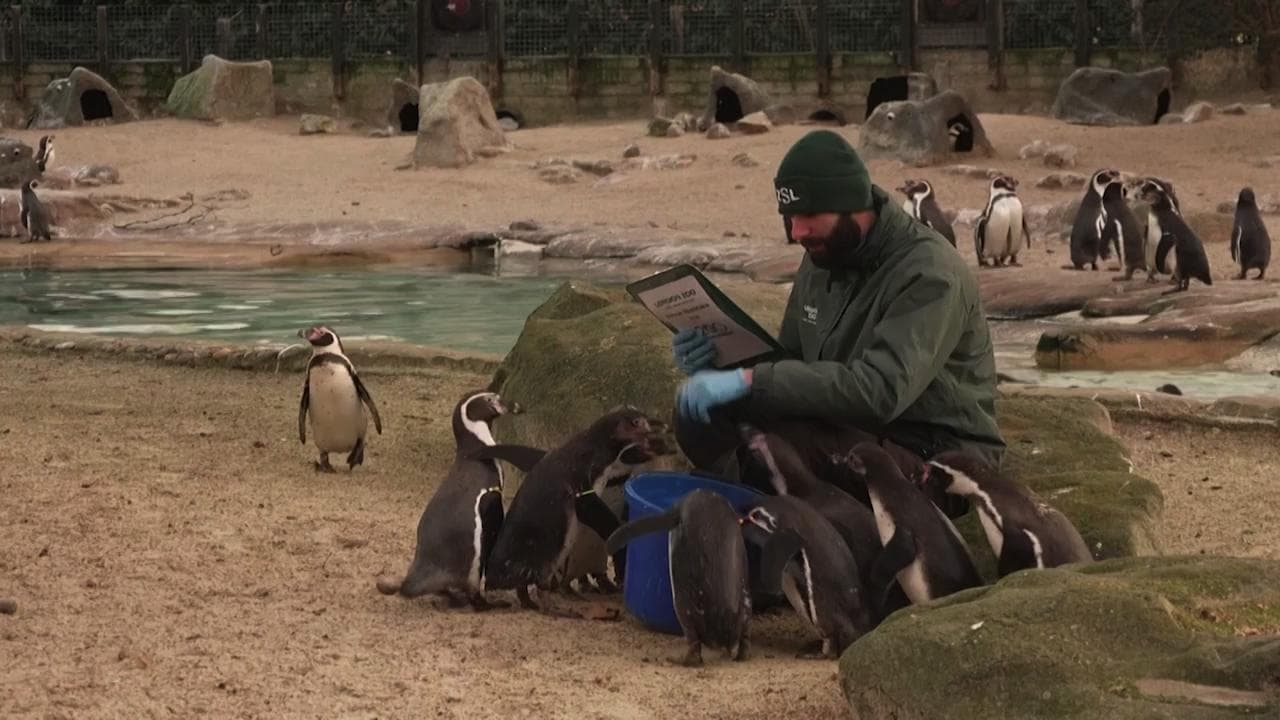 Londra, allo zoo è tempo di censimento: 8000 animali nel bicentenario dalla fondazione