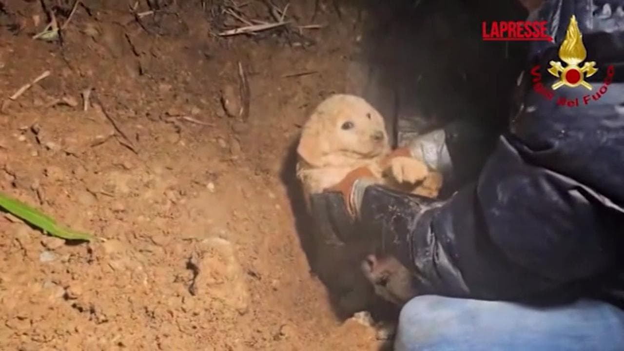 Maltempo a Cosenza, cagnolina e due cuccioli intrappolati in una tubatura: salvati tra gli applausi