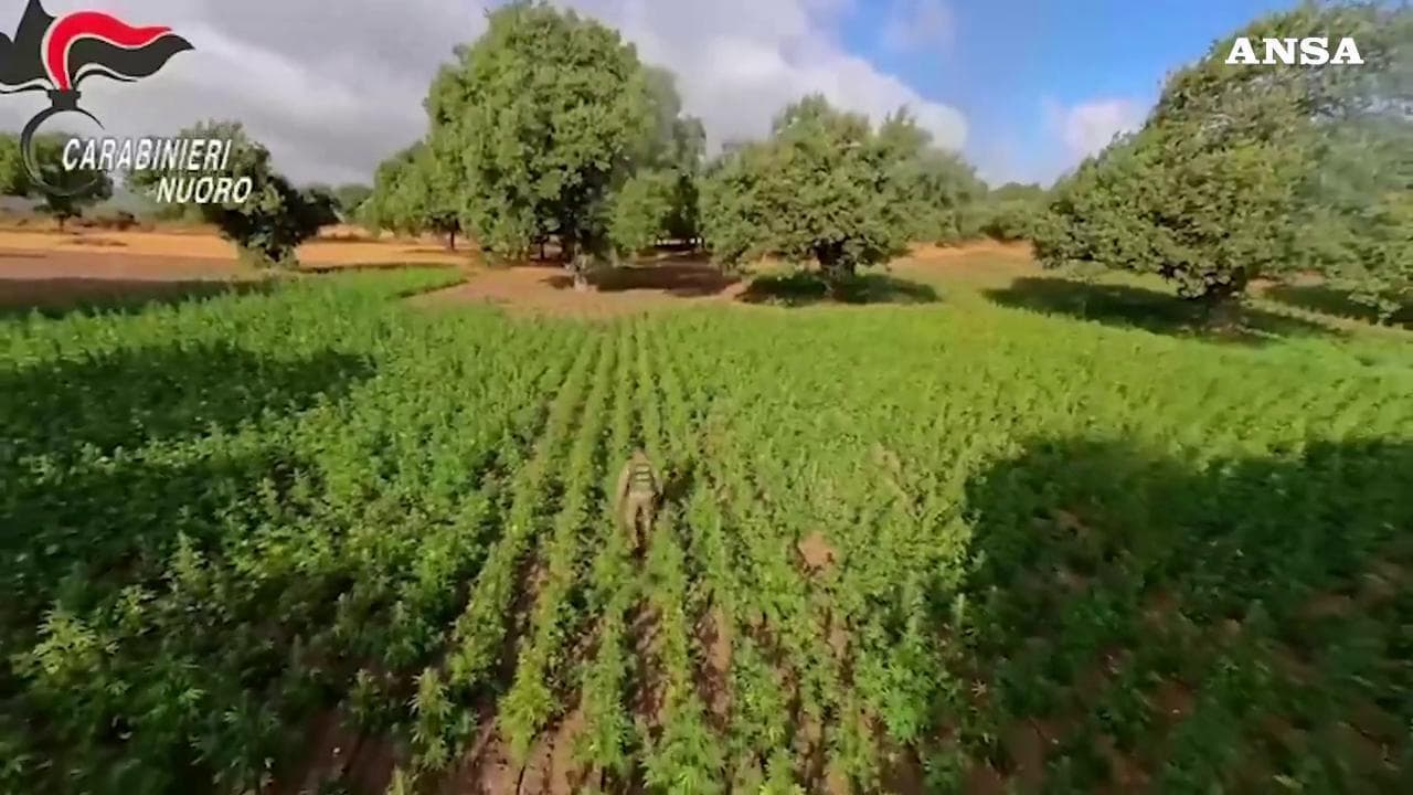 Sardegna, sequestrata nel Nuorese una delle più grandi piantagioni di marijuana in Italia: 4 arresti