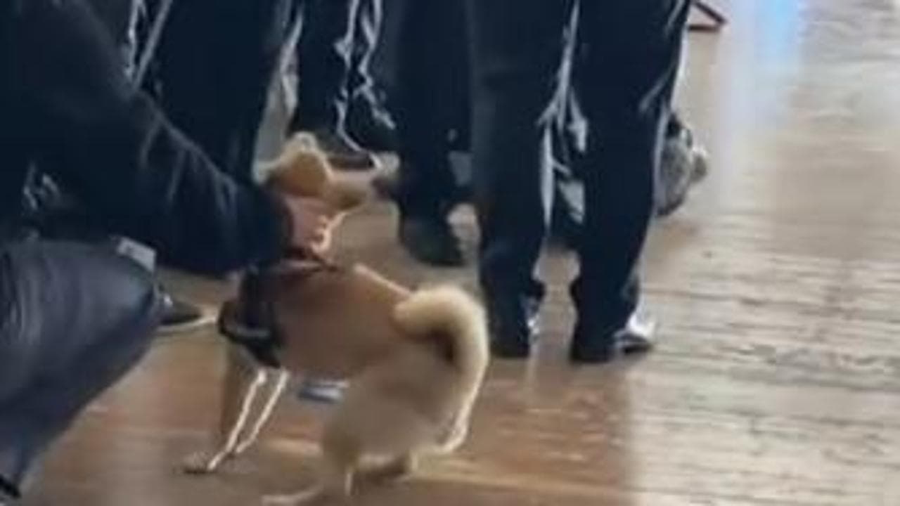 Crans-Montana, la reazione del cane di Cyane Panine all'arrivo della sua bara