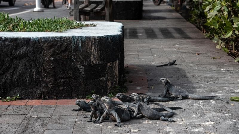 Un gruppo di iguane si rilassa fra la gente su un marciapiede di Puerto Ayora, unico centro abitato dell’arcipelago composto da 19 isole vulcaniche. foto di Todd Heisler/The New York Times