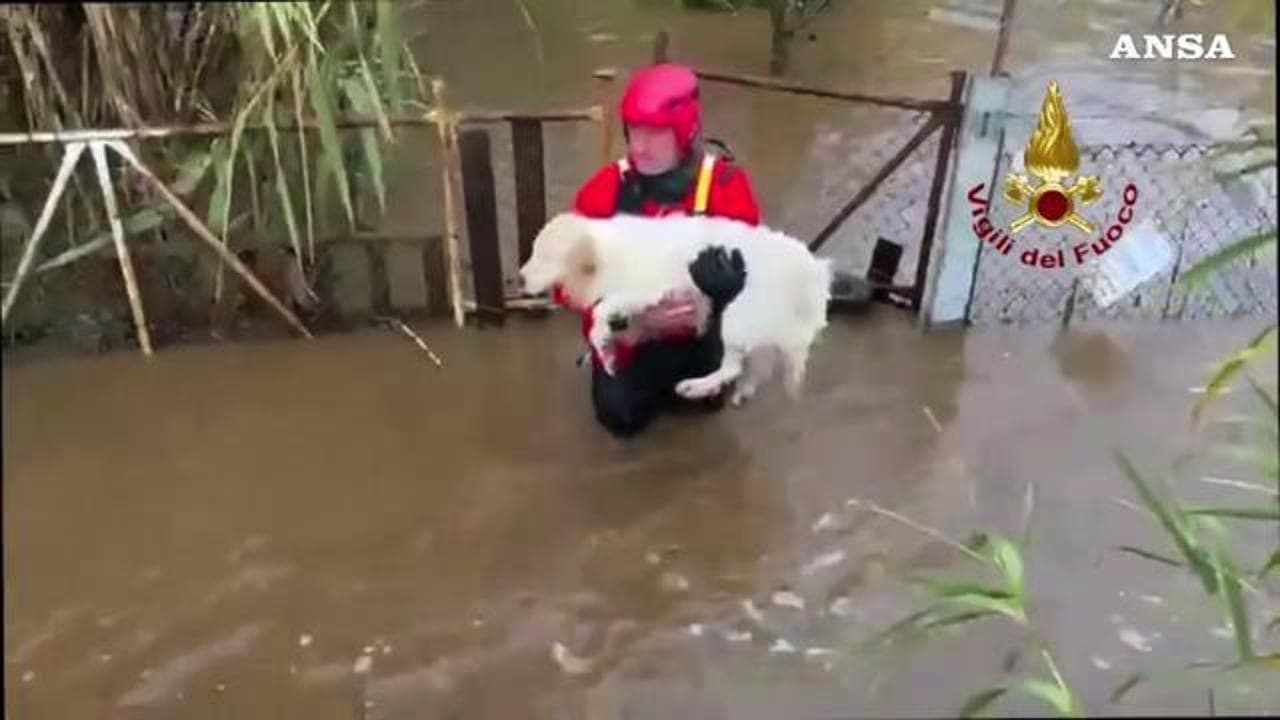 Cagliari, i Vigili del fuoco salvano nove cani dopo l'esondazione di un corso d'acqua