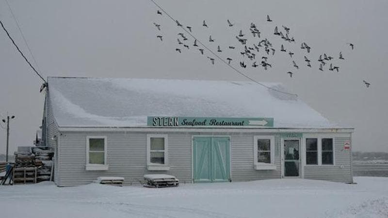 Birds fly above (REUTERS/Kevin Lamarque)