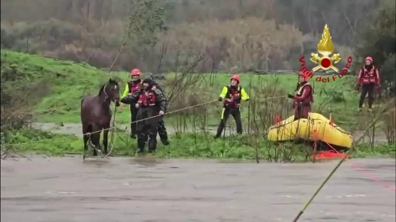 Sardegna, la corsa contro il fango: salvati tre cavalli intrappolati dal ciclone Harry