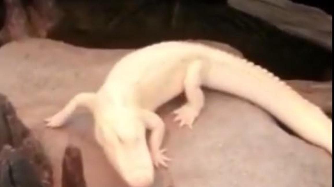 Le immagini dell'alligatore albino Claude, morto a 30 anni e celebrato a San Francisco