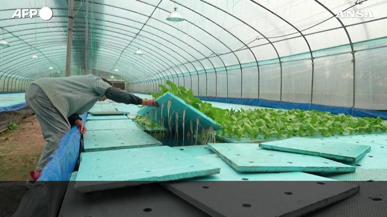 Cina, tetraplegico gestisce una fattoria high-tech grazie all'utilizzo di sensori e computer