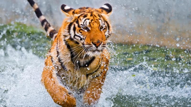 La tigre indocinese: negli ultimi venti mesi sono 150 gli esemplari ripresi dalle fototrappole  (Peter Adams / Getty Images)