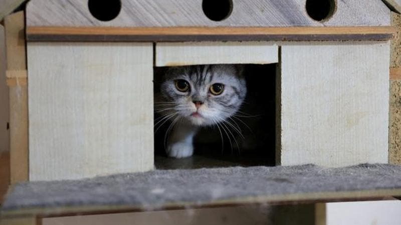 A rescued cat (REUTERS/Mohamed Azakir)