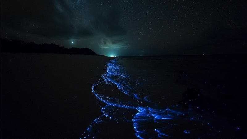 Il fenomeno naturale della bioluminescenza marina