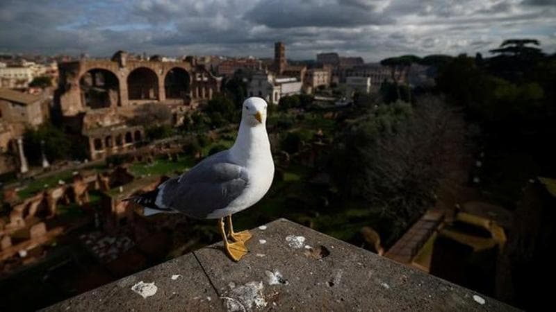 Un gabbiano riposa (REUTERS/Guglielmo Mangiapane)