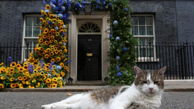 Regno Unito, a Downing Street il gatto Larry festeggia 15 anni “al potere”