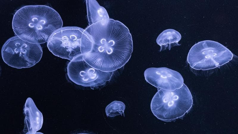 Aurelia aurita, oggetto del test italiano (Getty images)