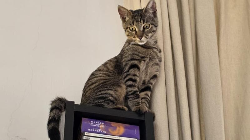 I gatti sono compagni di vita nelle case italiane