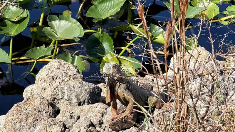 Everglades National Park, Florida