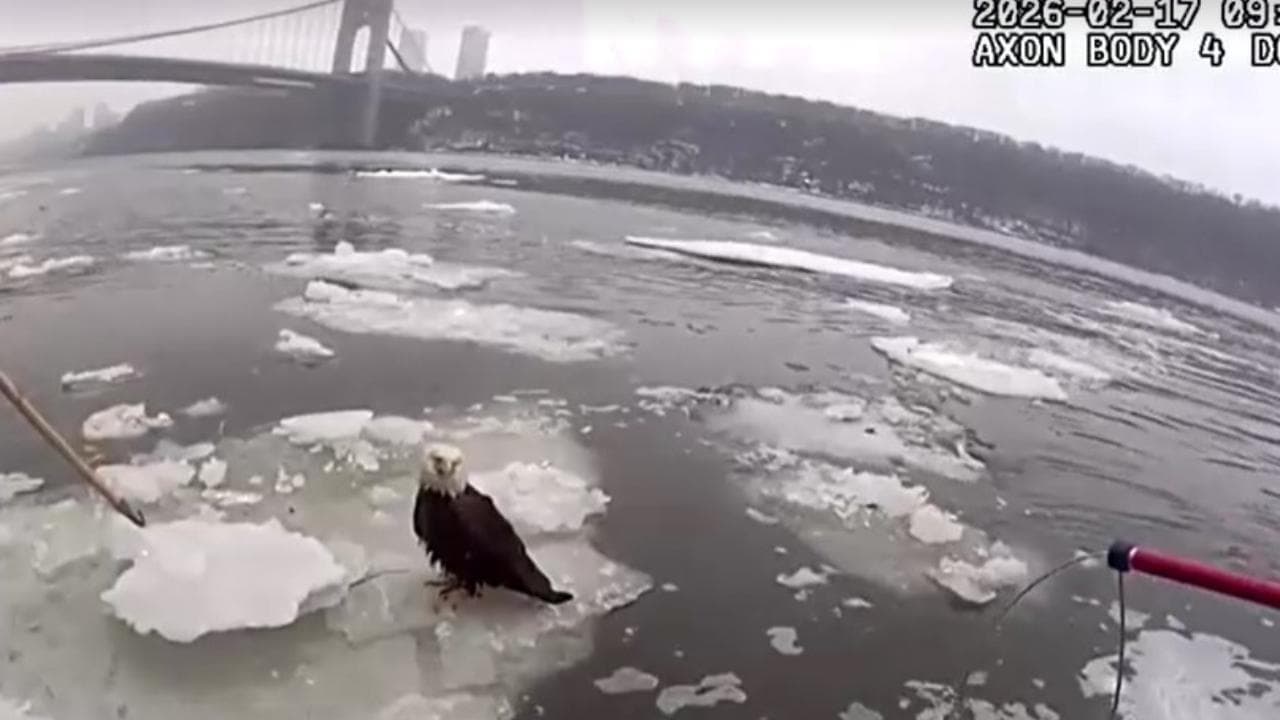 New York, salvata un'aquila ferita e stremata arenata su una lastra di ghiaccio del fiume Hudson