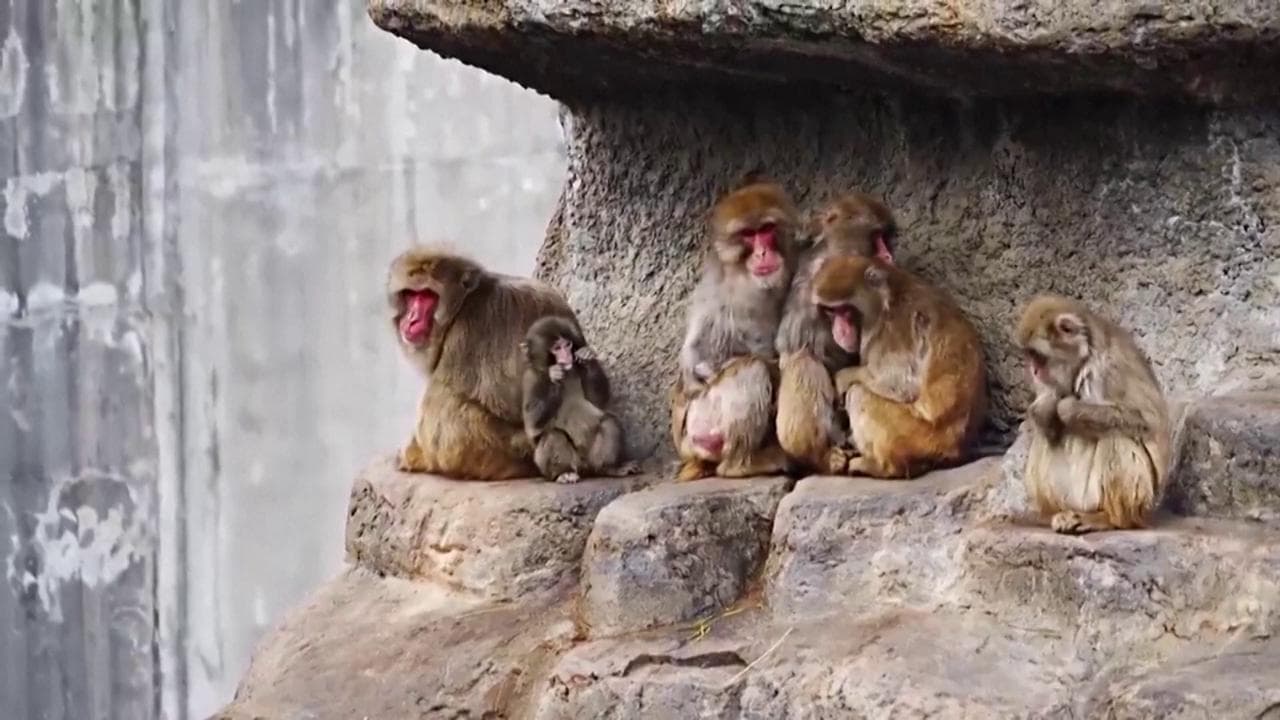La storia del piccolo macaco Punch: abbandonato dalla madre si consola con un peluche