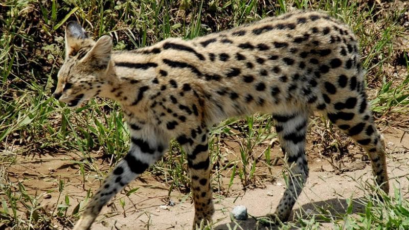 Tiene due gattopardi in casa. La Cassazione dice sì alla confisca: “Sono pericolosi”